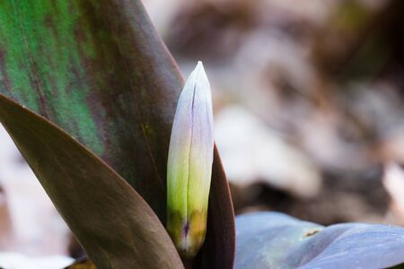 Dogtooth violet budの写真素材