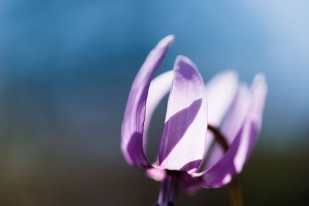 Dogtooth violet flowersの写真素材