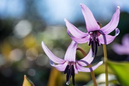 Dogtooth violet flowersの写真素材