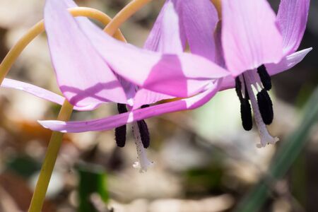 Dogtooth violet flowersの写真素材