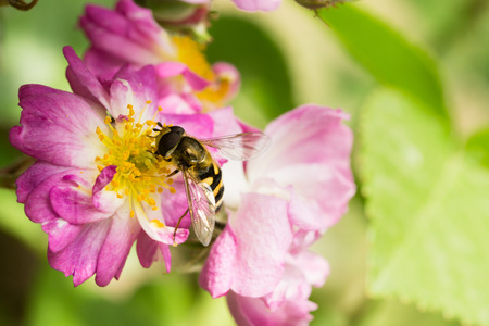 rose and horseflyの写真素材
