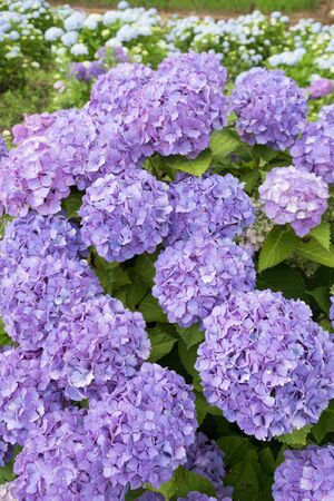 Hydrangea in bloom
