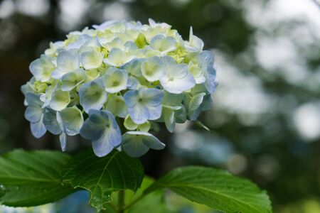 Hydrangea of kougenin templeの写真素材