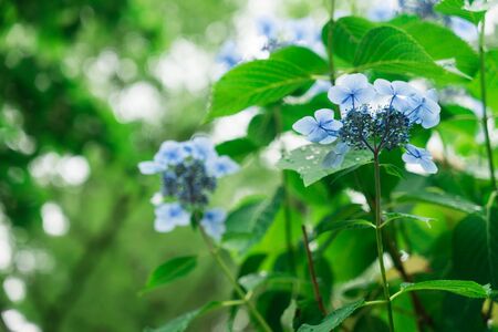 Hydrangea of kougenin templeの写真素材
