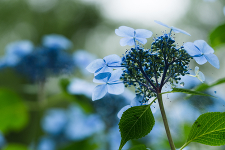 Hydrangea of kougenin templeの写真素材