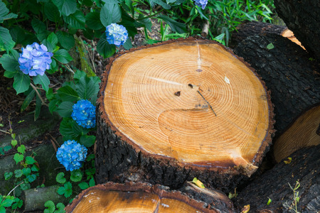 stump and hydrangeaの写真素材