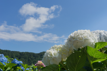 Hydrangea and blue skyの写真素材