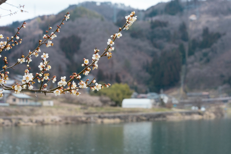 Plum blossomの写真素材
