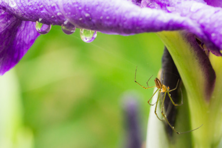 Spider who makes shelter from the rainの写真素材