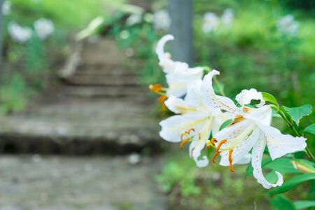 Lilies in full bloomの写真素材