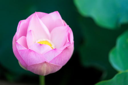 Bud of the water lilyの写真素材