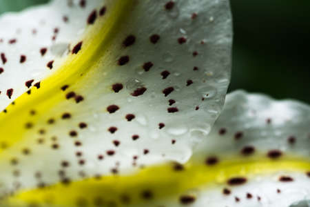 Lily flowers wet in the rainの写真素材