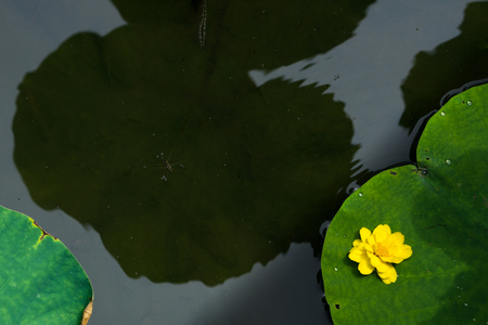 Fallen petalsの写真素材