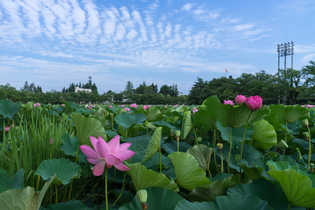 Lotus Flowerの写真素材