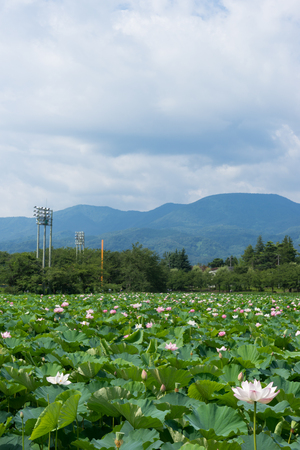 Lotus Flowerの写真素材
