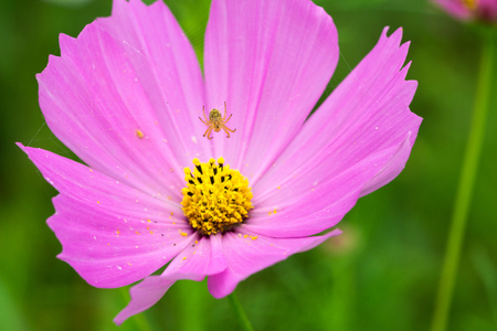 Spider and cosmosの写真素材