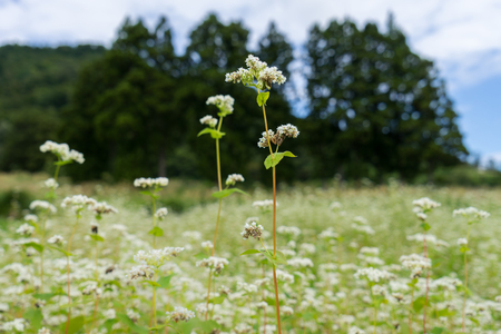 Buckwheat flowersの写真素材