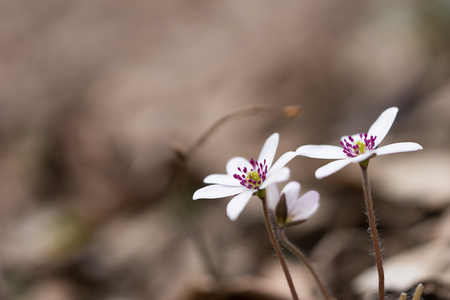 hepatica flowerの写真素材