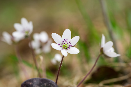 hepatica flowersの写真素材