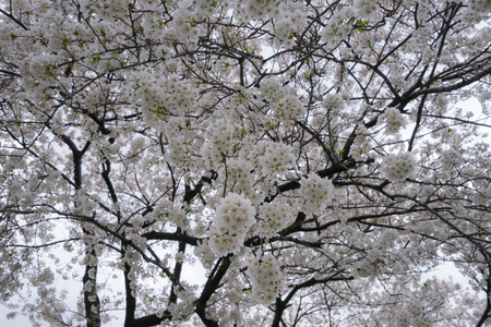 Cherry blossom treesの写真素材