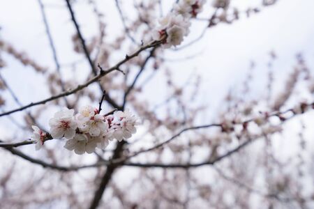 Plum blossomの写真素材