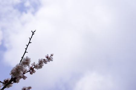 Plum blossomの写真素材