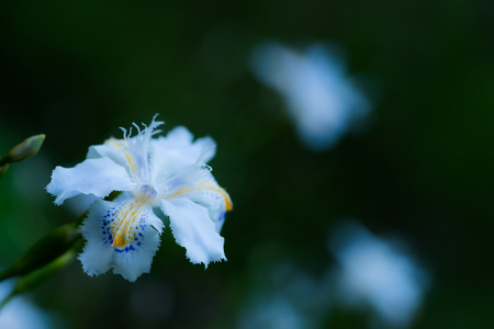Iris japonica