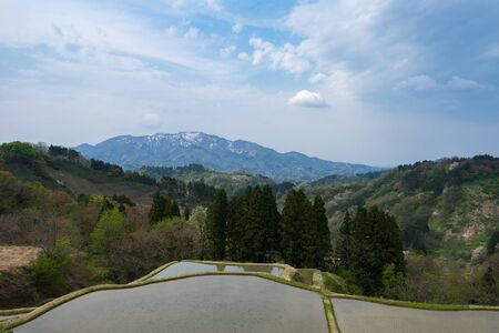 Spring rice terrace