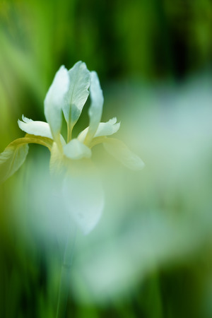 Iris blooming in the watersideの写真素材