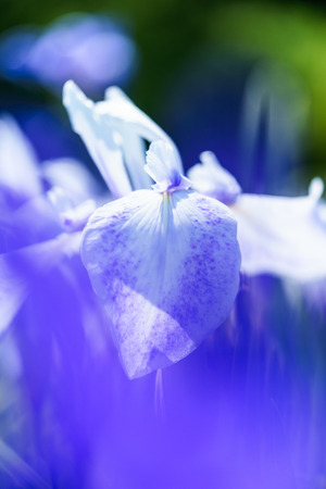 Iris blooming in the watersideの写真素材