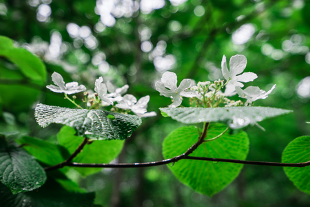 white flowersの写真素材