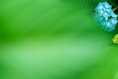 Hydrangea flowersの写真素材