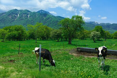 Spring Plateauの写真素材
