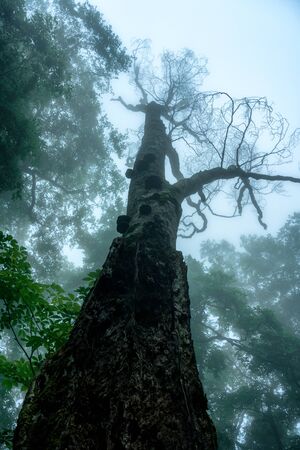 Misty forest