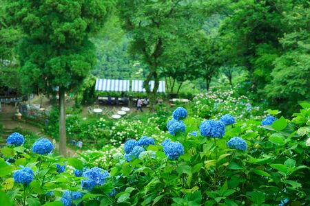Hydrangea in bloomの写真素材