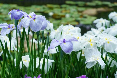 Irises in full bloom