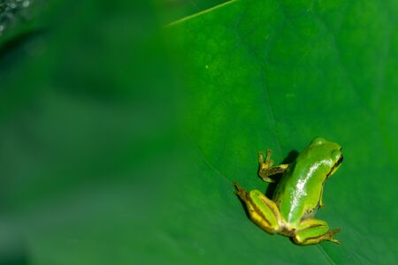 Tree frogの写真素材