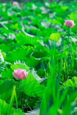 Lotus Flowerの写真素材