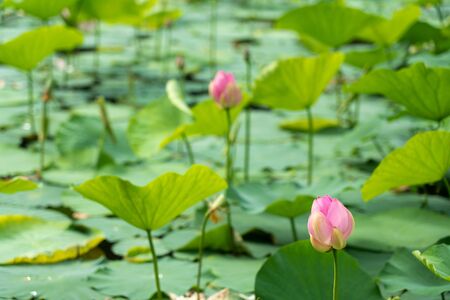 Lotus Flowerの写真素材