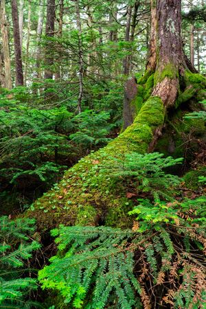 Moss forestの写真素材