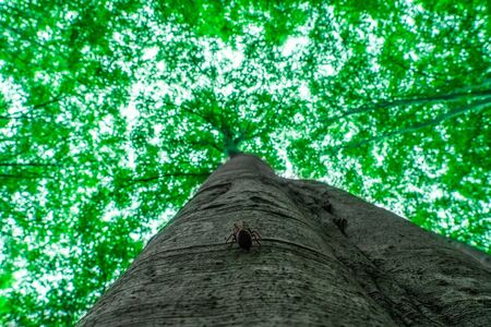 Cicada shellの写真素材