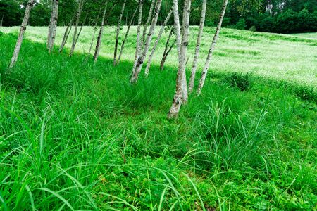 White birch and Buckwheat fieldの写真素材