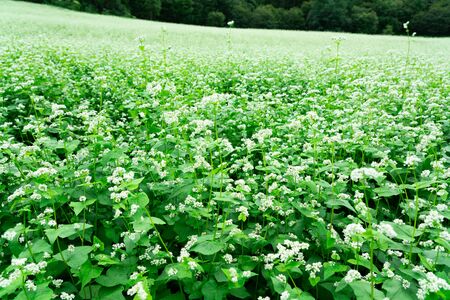 Buckwheat flowers in full bloomの写真素材