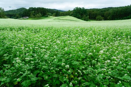 Buckwheat flowers in full bloomの写真素材