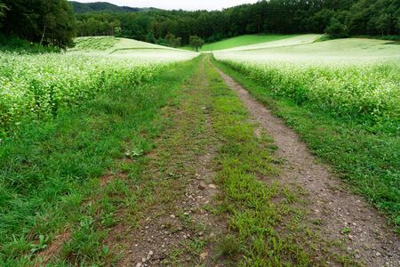 Buckwheat flowers in full bloomの写真素材