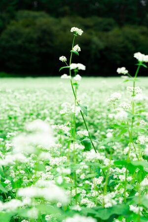 Buckwheat flowers in full bloomの写真素材