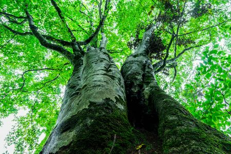 Double-headed beech tree
