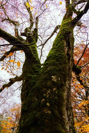 Large tree with leaves falling outの写真素材