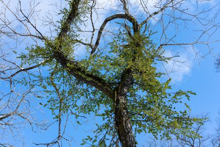 Tree in the shape of heart