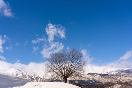 Cherry Tree and Mt. Shirouma